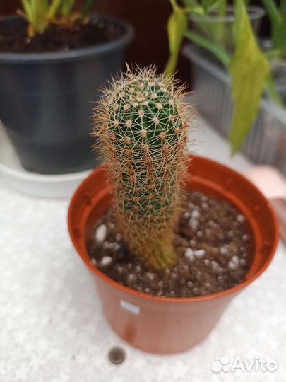 Эпифиллум, кактусы, суккуленты