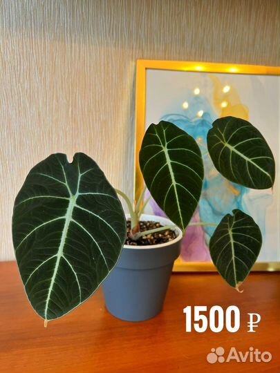 Комнатные цветые и растения