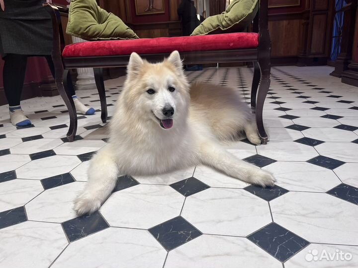 Рыжий «Волк» на Вашу фотографию