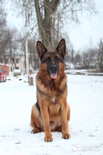 Кобели для вязки