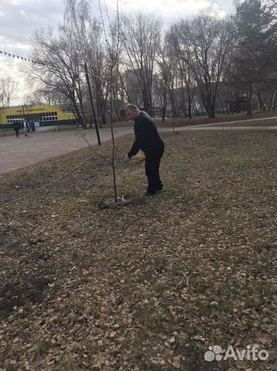 Продажа семян для газонов