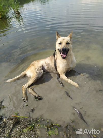 Активный Дин