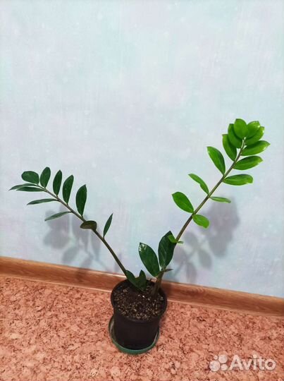 Замиокулькас