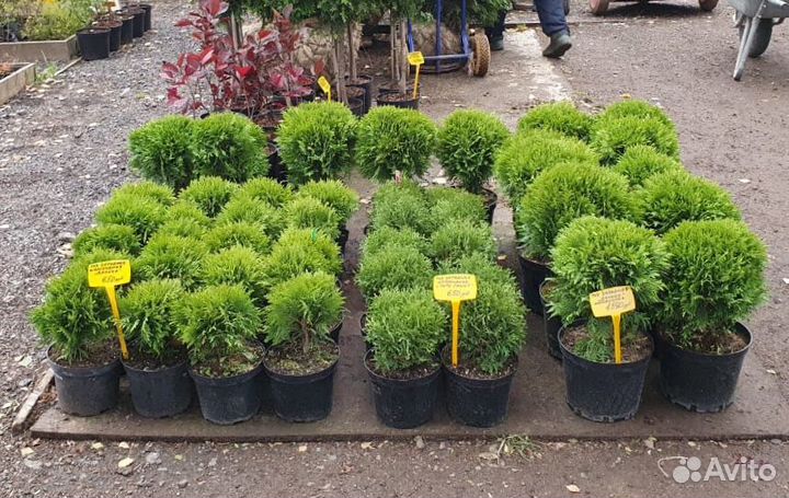 Саженцы туи. Туя Литл Гаинт- шаровидная