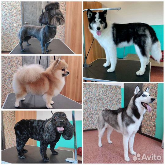 Груминг / уз чистка зубов