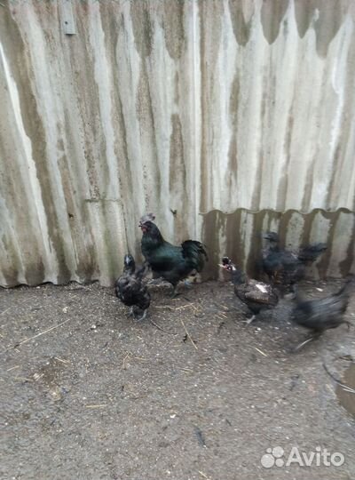 Куры (петухи) Ухейилюй