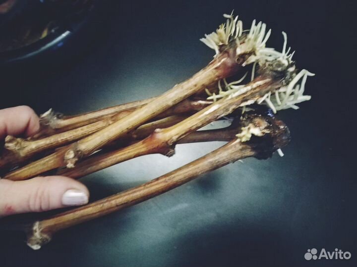 Черенки с корнями тех.сортов винограда