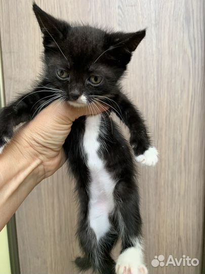 Котята 1 месяц