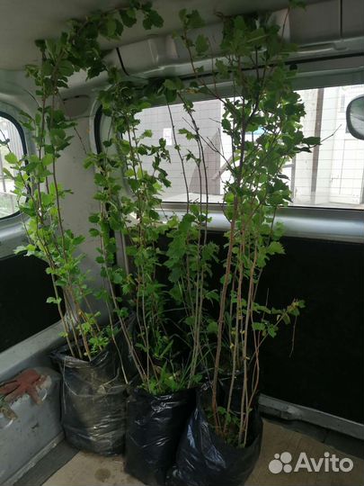 Саженцы фундука