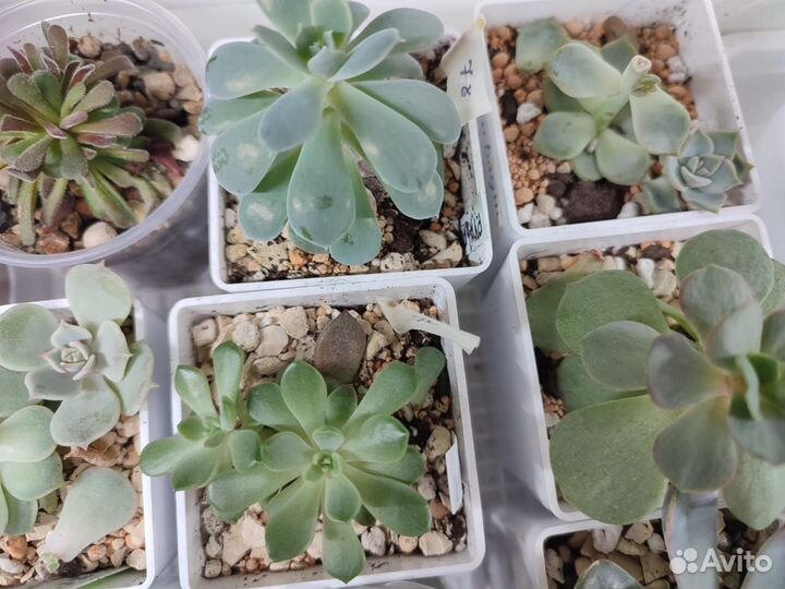 Суккуленты