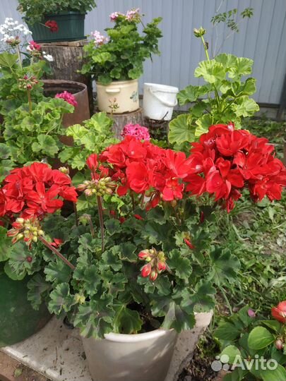 Пеларгония герань плющелистная