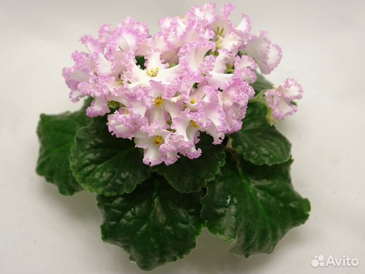 Набор деток фиалки