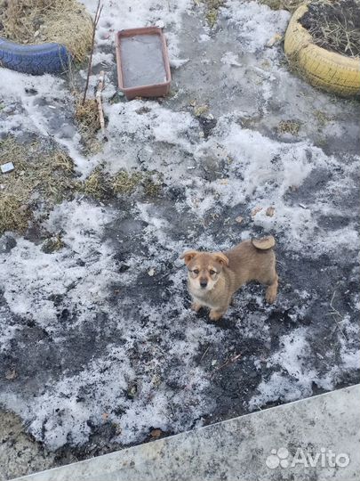 Собака в добрые руки щенок