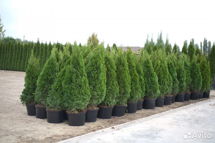 Саженцы туи смарагд