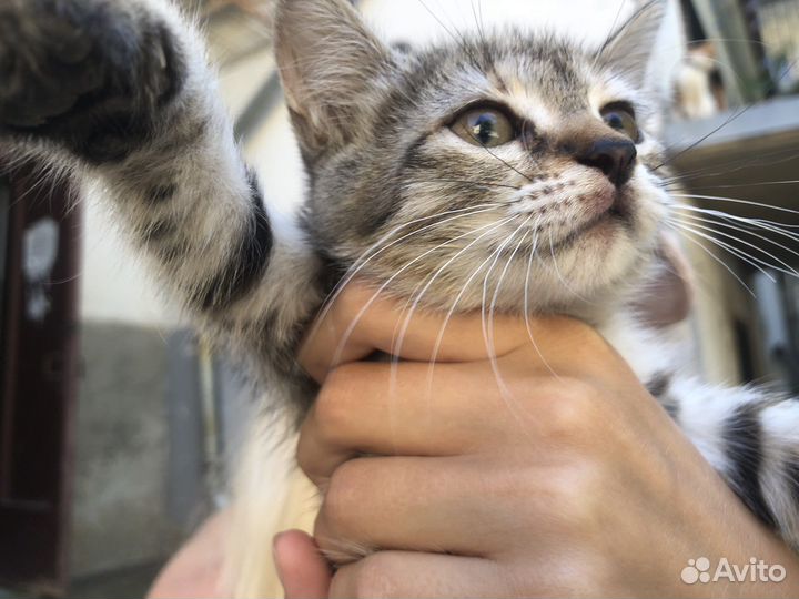 Котята ищат дом, крым