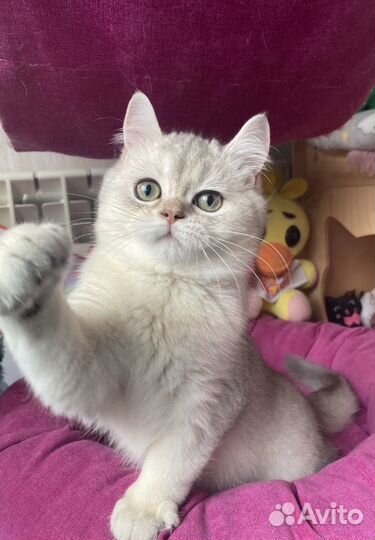 Шотландский кот