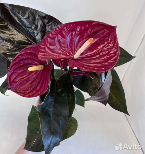 Антуриум Delicata