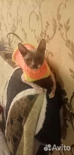 Донской сфинкс вязка