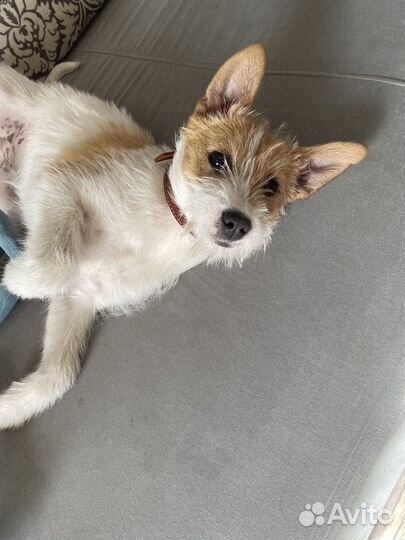 Щенок девочка в добрые руки