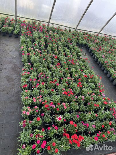 Гвоздика,многолетник. Опт