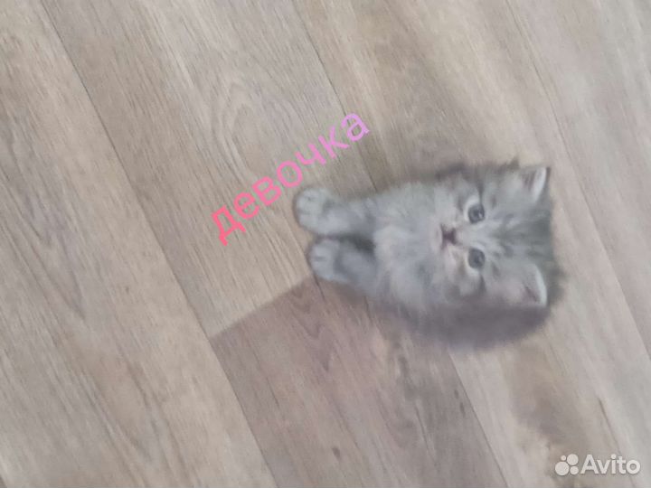Кошка в дар бесплатно