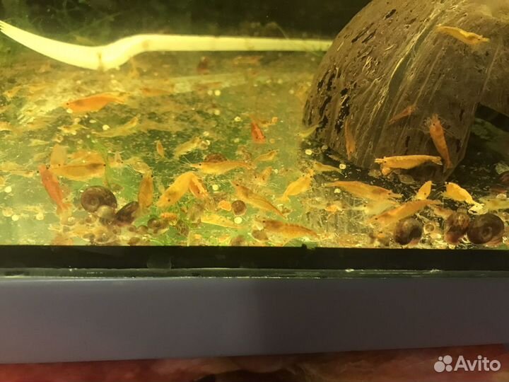 Креветки вишня, желтые, шоколадные, синие, амано