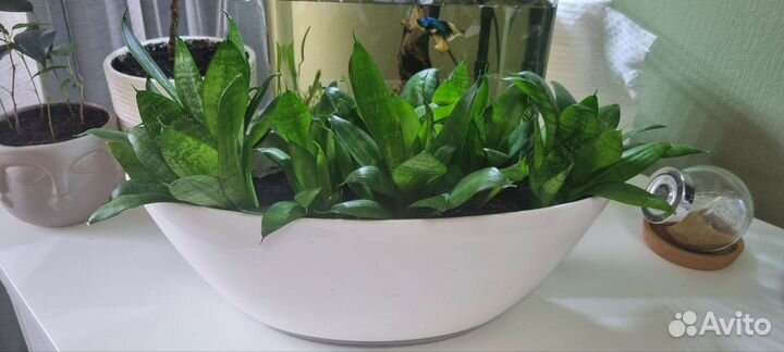 Сансевиерия