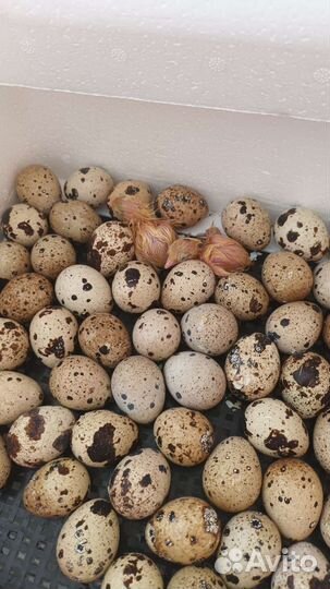 Яйца перепелиные
