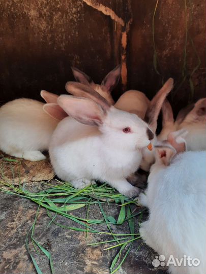 Крольчата