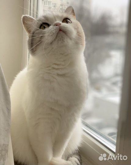 Шотландская кошка