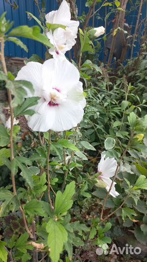 Уличные многолетники