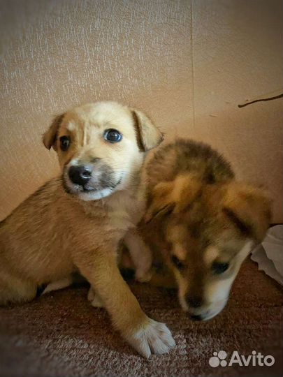 Щенята в добрые руки