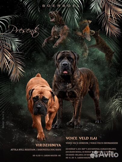 Щенок южноафриканского бурбуля