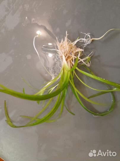 Растения для оквариума