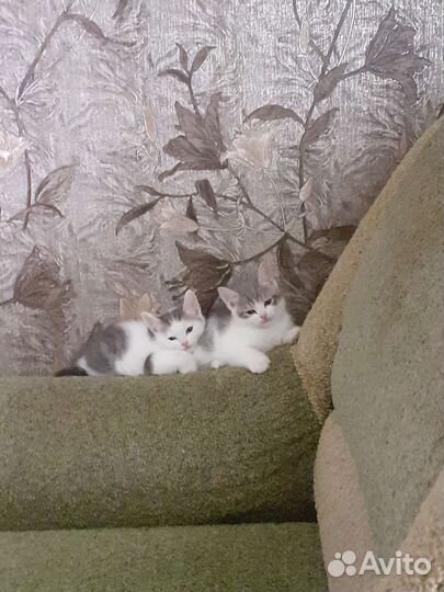 Кошка в дар бесплатно