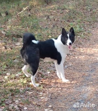 Русско европейская лайка