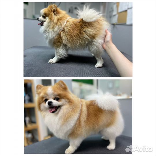 Груминг собак и кошек