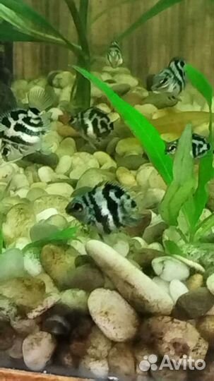 Аквариумная рыбка Сапфировый попугай Панда