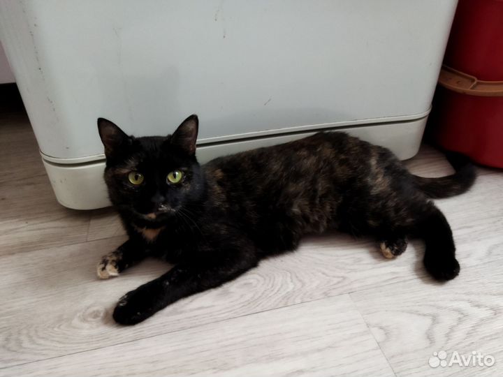 Кошечка Китти