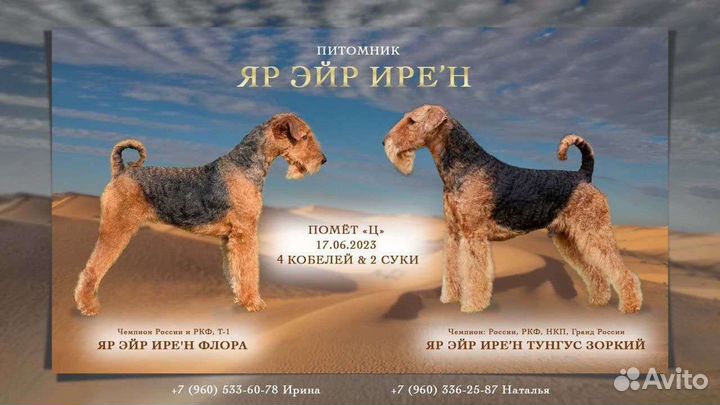 Алиментные щенки