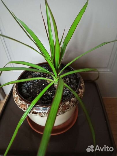 Драцена Маргината в керамическом горшке