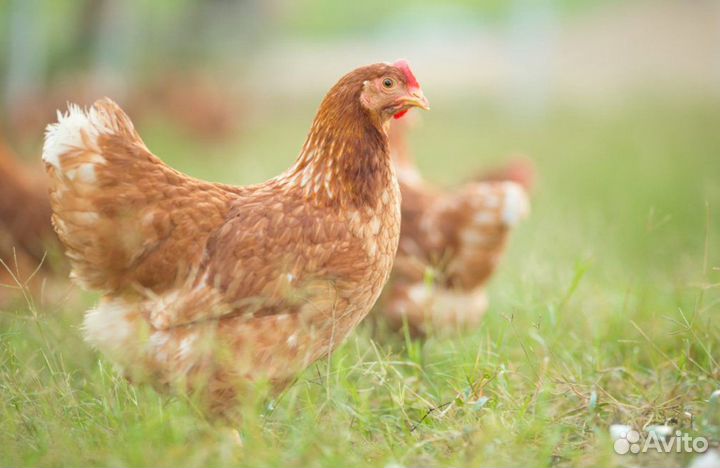Куры несушки молодки