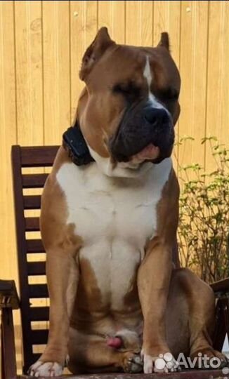 Американский булли вязка