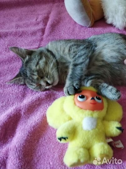 Нежная и ласковая, стерилизованная Соня