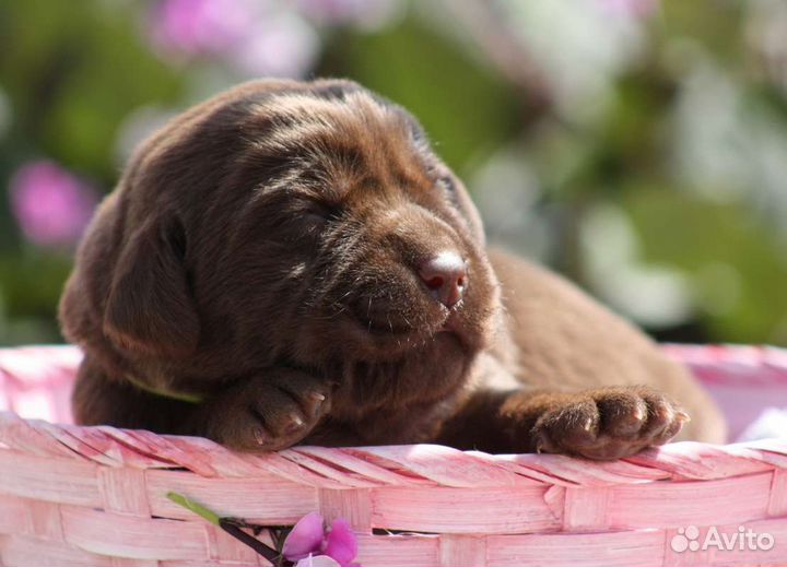 Щенки лабрадора