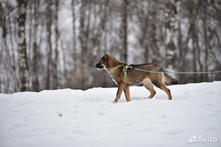 Собака. Небольшая из приюта. Девочка