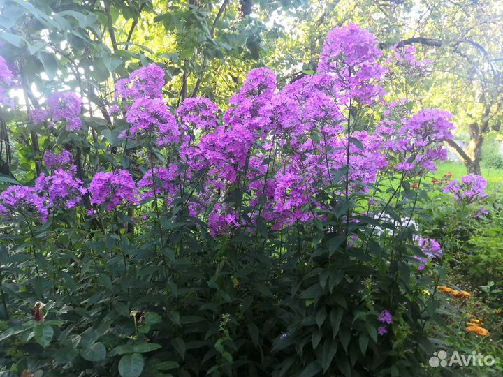 Флокс саженцы