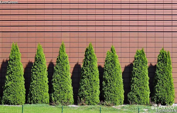 Туи из питомника