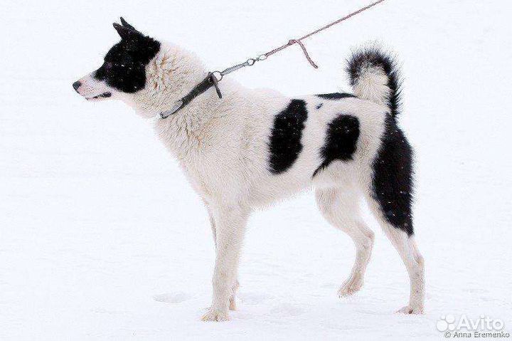 Кобель рел для вязки