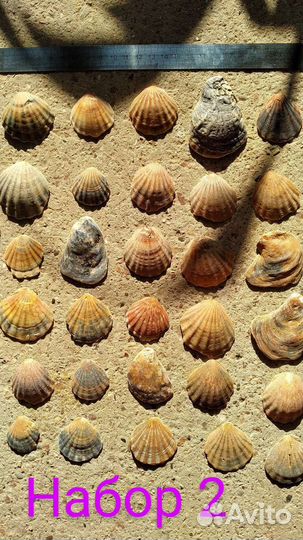 Морские ракушки